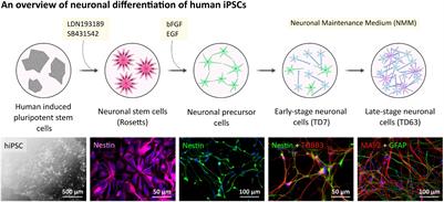 Detection and Functional Evaluation of the P2X7 Receptor in hiPSC Derived Neurons and Microglia-Like Cells